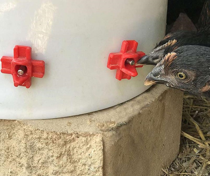 Chicken Watering Nipples Drinker